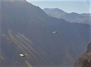 * CAÑÓN DEL COLCA - DOS DIAS